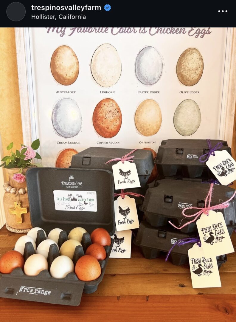Egg cartons and colorful eggs display.
