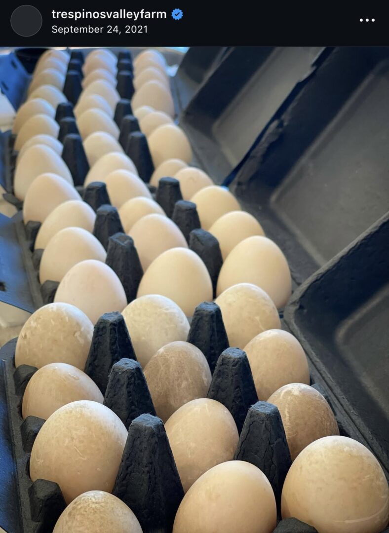 Cartons filled with rows of eggs.