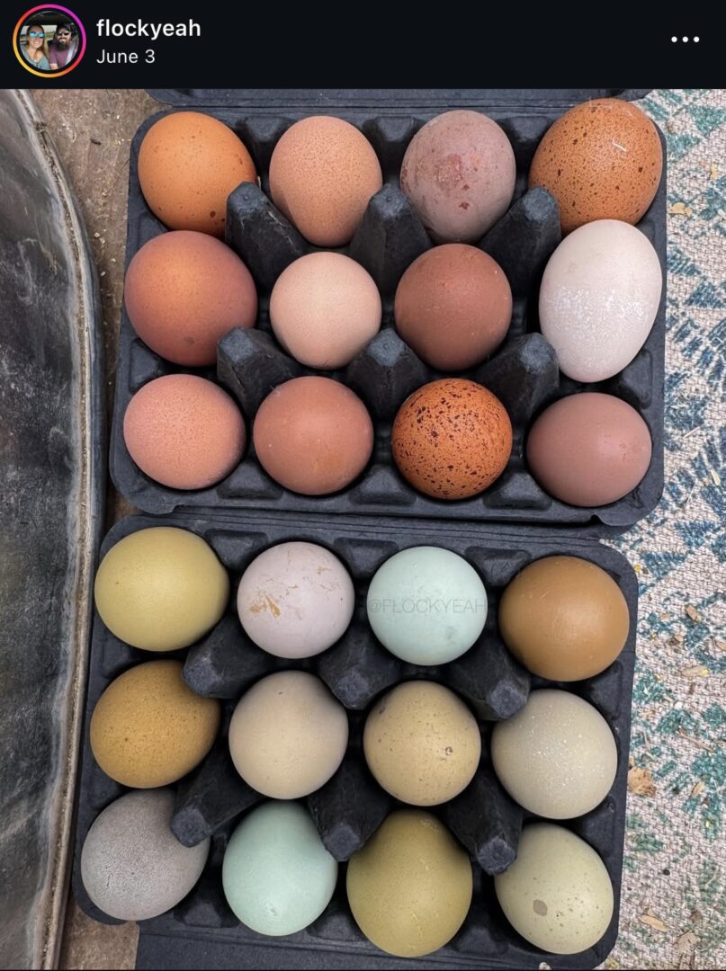 Variety of eggs in two black trays.