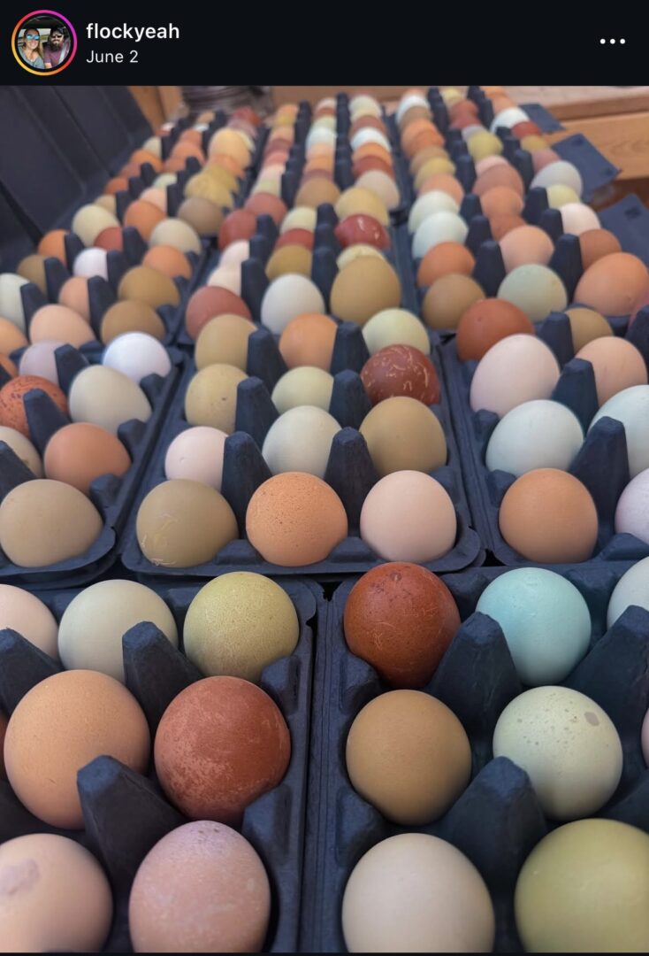Colorful eggs in multiple trays.