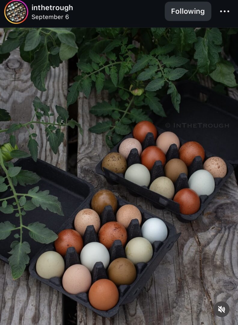 Cartons of colorful eggs on wooden surface.