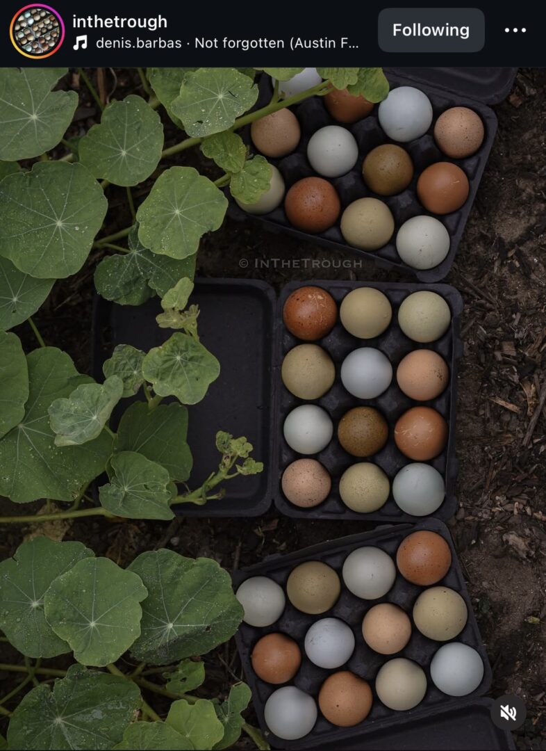 Egg cartons with various colored eggs outdoors.