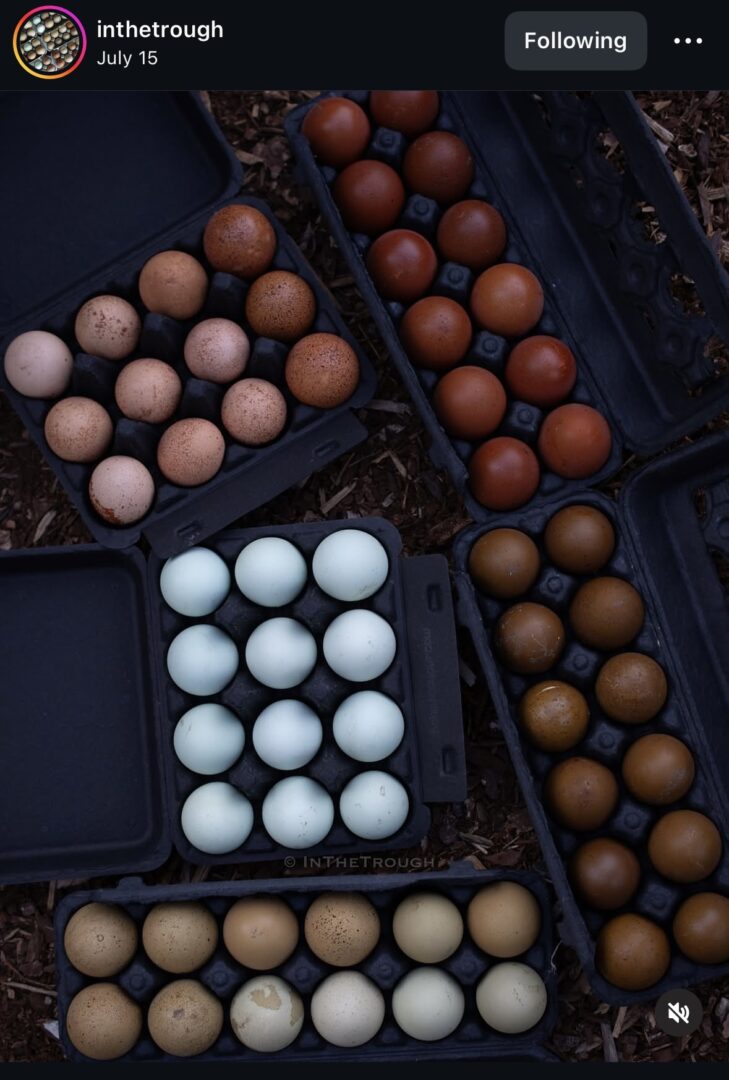 Eggs in various colors in cartons.