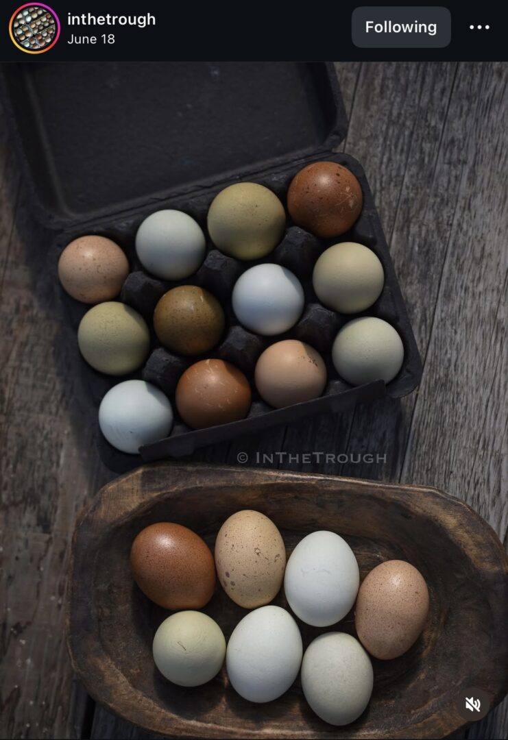 Variety of eggs in carton and bowl.