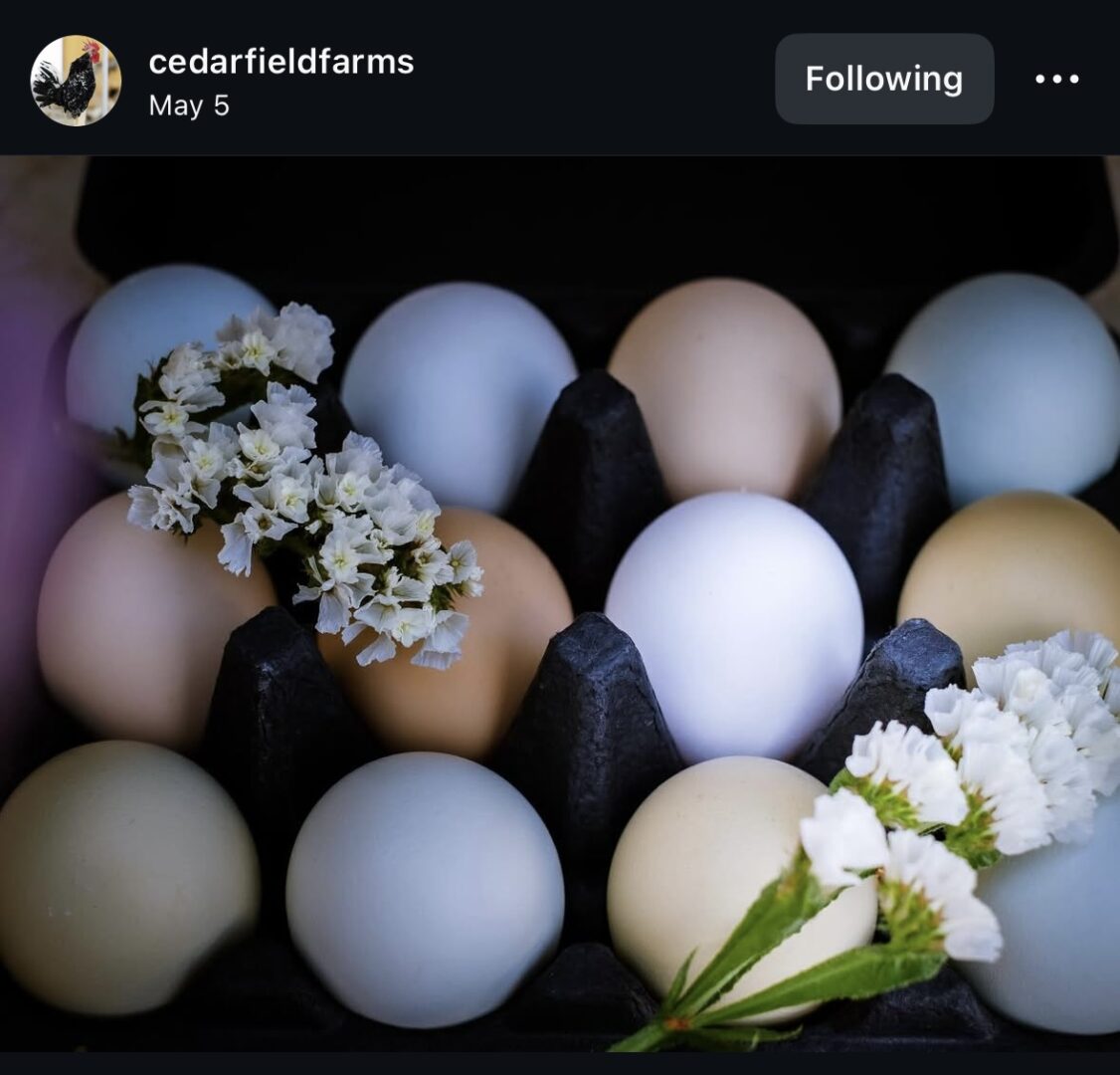 Colorful eggs in carton with white flowers.