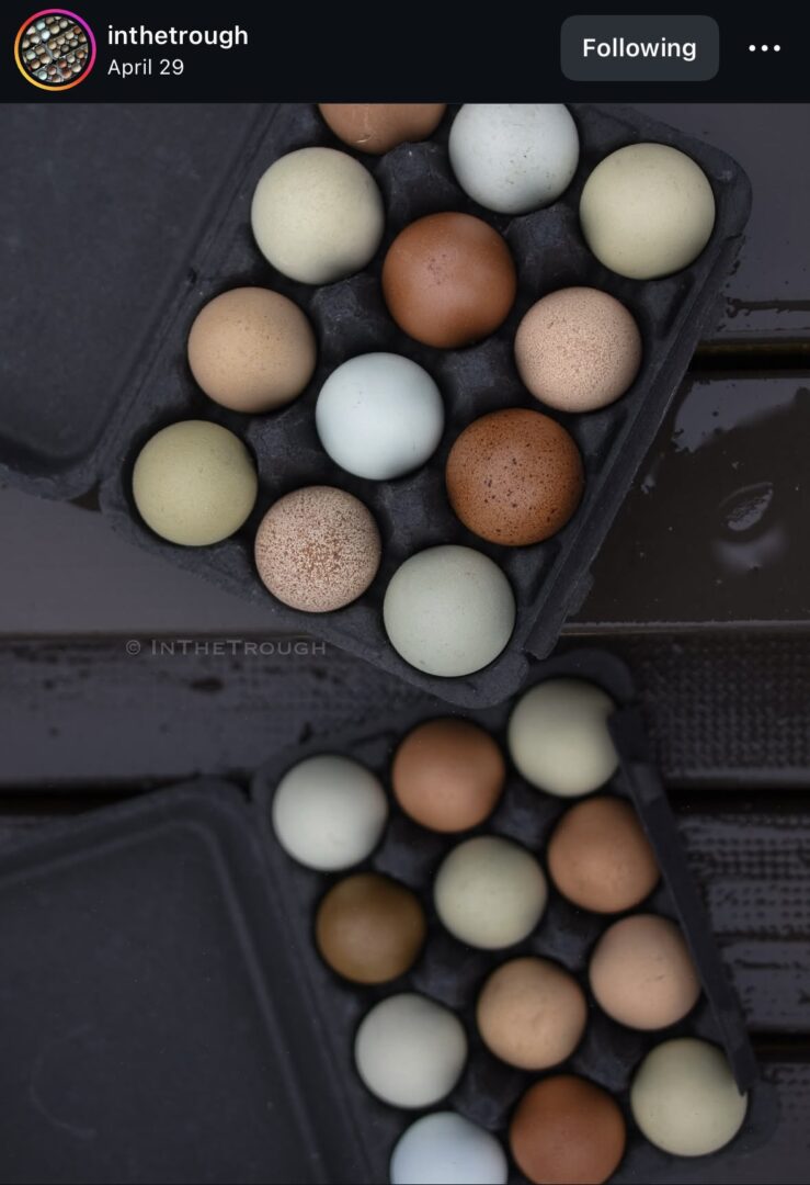 Carton of assorted colored eggs.