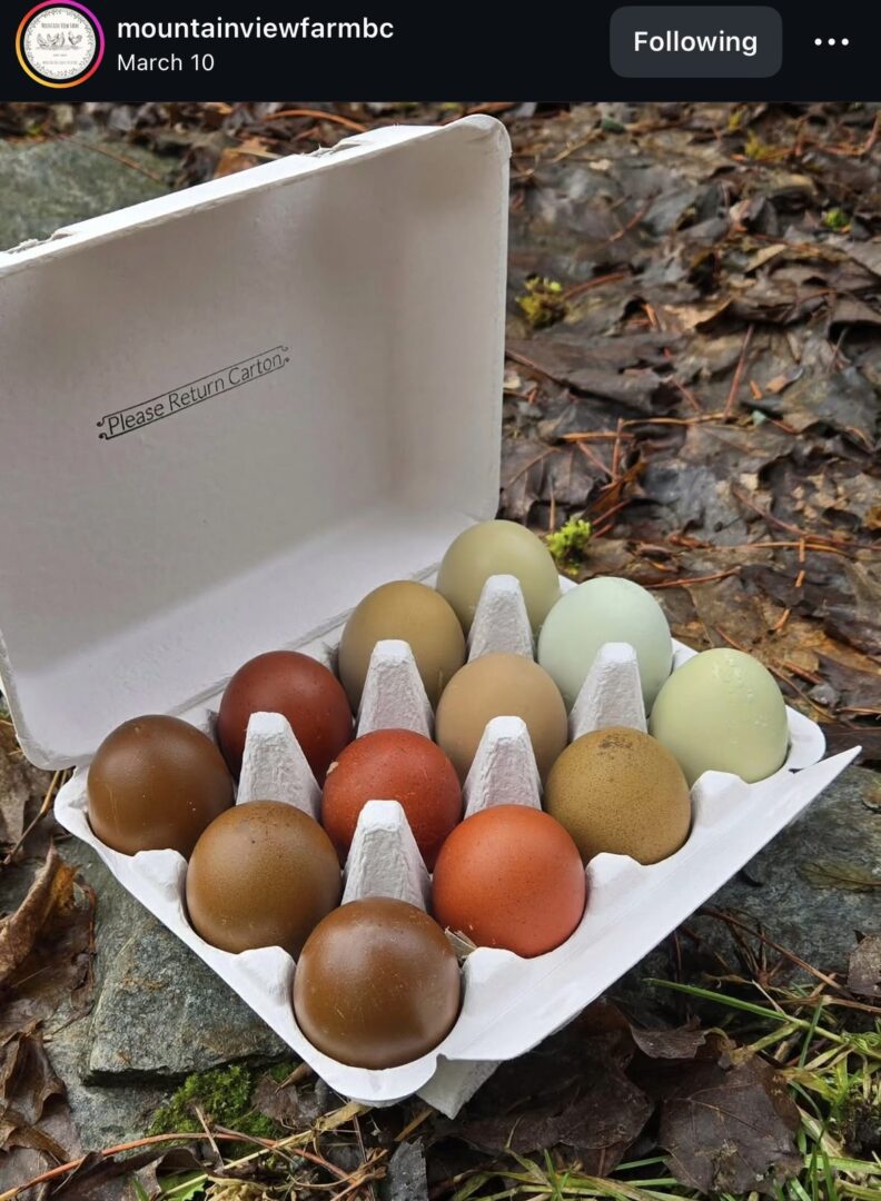 Carton of assorted colorful eggs outdoors.