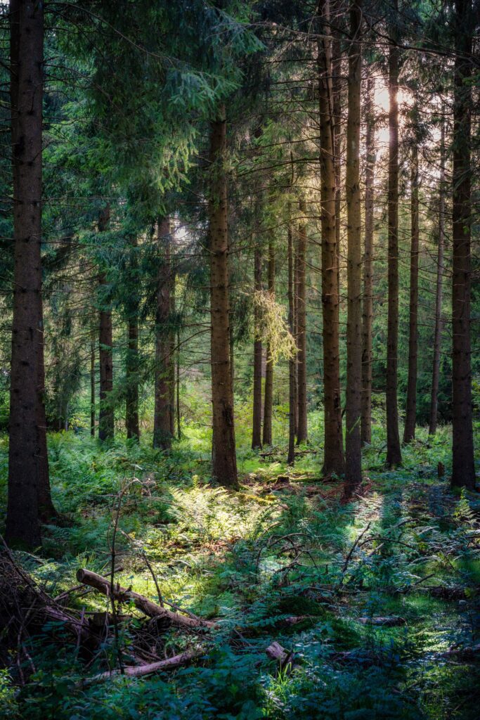 View of the long trees in the forest