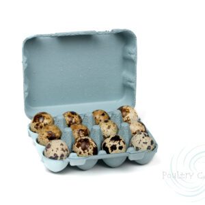 A Mist Paper Pulp Quail Egg Carton of speckled quail eggs against a mist background.