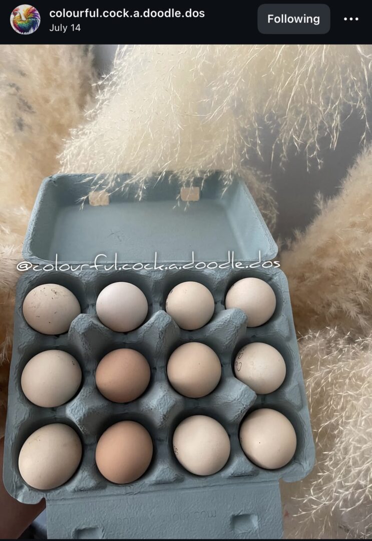 Eggs in a blue carton with grass.