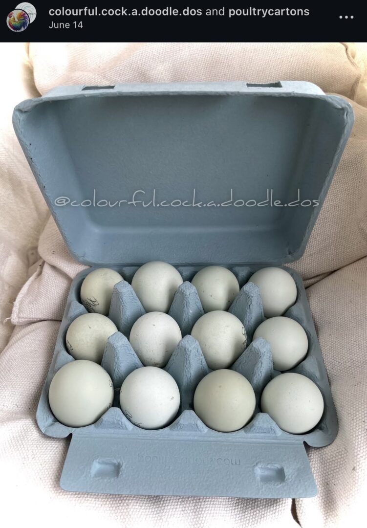 Carton of twelve eggs in blue packaging.