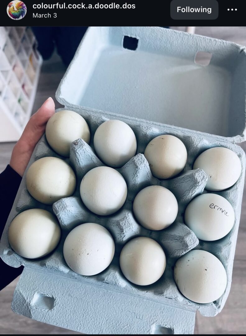 Carton of eggs, one labeled "Ernie.
