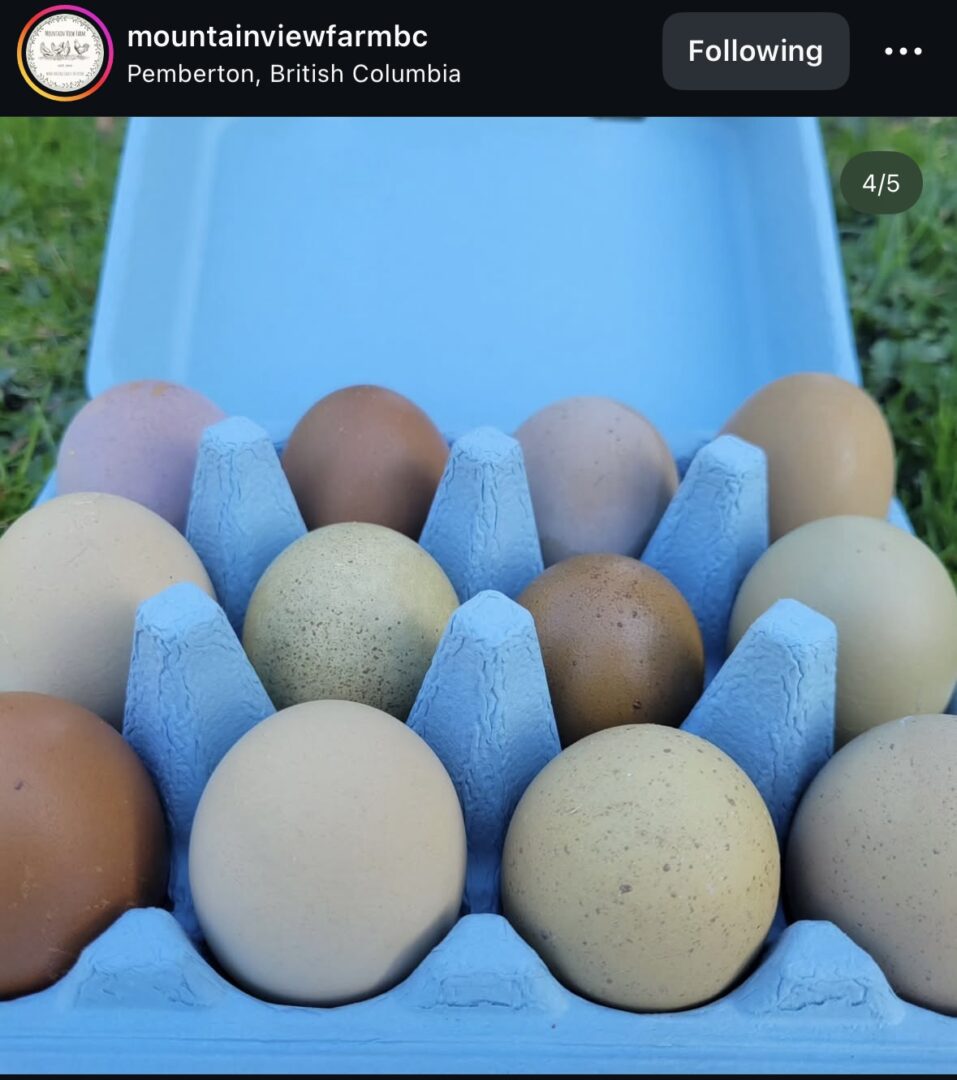 Colorful eggs in a blue carton.