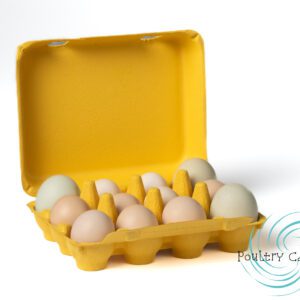 A dozen eggs with varied shell colors in an open Sunny Side Up Yellow Bantam Square Paper Pulp Chicken Egg Cartons (12 eggs).