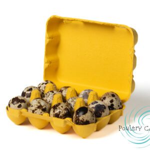 Yellow egg carton with quail eggs.