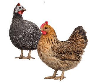Bantam Chicken and Guinea Fowl hens on transparent background