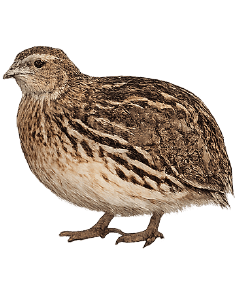 Quail hen on transparent background